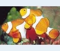 The true Clown fish - my favorites