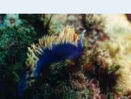 Nudibranch